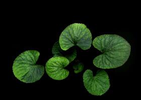 verde le foglie di viola pianta su nero sfondo foto