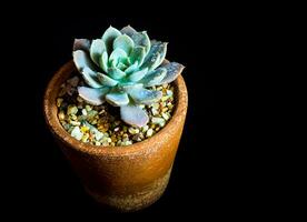 pianta succulenta primo piano echeveria orion nel vaso di terracotta foto