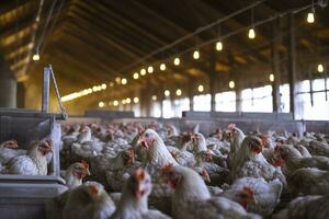 pollo azienda agricola per in crescita broiler polli per il età di uno e un' metà mesi, ai generativo foto