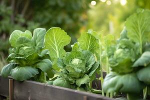 fresco biologico Bruxelles germogli in crescita nel il giardino. in crescita proprio frutta, verdure. ai generato foto