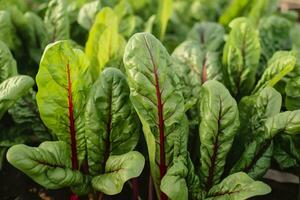 bietola in crescita nel un urbano giardino. giardino barbabietola e insalata le foglie vicino su. generativo ai foto