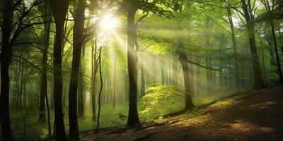 bellissimo raggi di luce del sole nel un' verde foresta. generativo ai foto