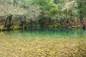 fiume di montagna nel bosco foto