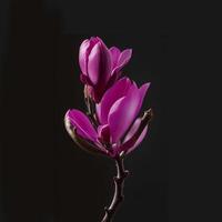 magnolia. realistico rosa fiore isolato su nero sfondo ai generato foto