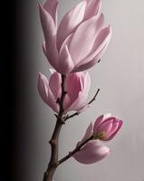 magnolia. realistico rosa fiore isolato su grigio sfondo ai generato foto