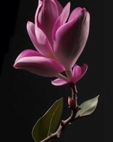 magnolia. realistico rosa fiore isolato su nero sfondo ai generato foto