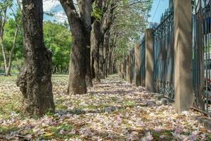 bellissimo ciliegia rosa fiorire sakura fiore fioritura nel primavera stagione nel aprile, fresco verde natura erba all'aperto parco giardino su pavimento tappeto pieno di amore, magenta aroma ciliegia fiorire floreale scenario foto