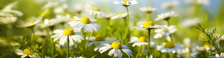 camomilla fiore per un' striscione. generativo ai foto