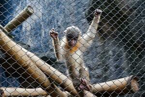 selettivo messa a fuoco di mandrillo scimmia seduta nel il suo gabbia nel il pomeriggio. grande per educare bambini di selvaggio animali. foto