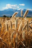 chiaro cielo, rotolamento montagne, d'oro Grano campi. ai generativo foto