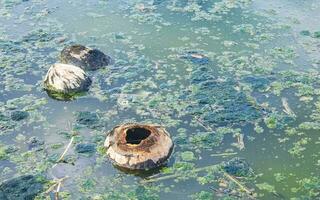 sporco verde inquinata e spazzatura fiume nel puerto escondido Messico. foto