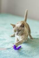 un' domestico gatto di birmano razza, giocoso e attivo, nel un' città appartamento costruzione. gli amori giocattoli e archi. il occhi di un' contento animale domestico giocando e volendo per attacco. foto