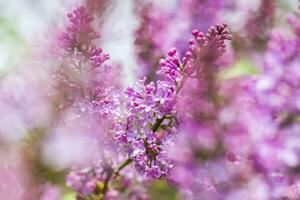 lilla fioriture su un' soleggiato primavera giorno nel Maggio. il fiori erano appena inizio per fioritura. sfondo Immagine con un' spazio per il testo. naturale floreale sfondo. primavera giorno, foto