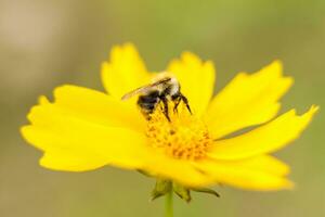 un' ape su un' giallo fiore raccoglie nettare. avvicinamento su un' sfocato sfondo con copiatura di spazio, utilizzando il naturale paesaggio e ecologia come un' sfondo. macro fotografia foto