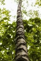 avvicinamento Visualizza di un' verde foglia su un' sfocato verde sfondo nel un' giardino con un' copia di il spazio, utilizzando come un' sfondo naturale verde impianti paesaggio, ecologia, foto