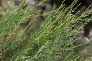 avvicinamento Visualizza di un' verde foglia su un' sfocato verde sfondo nel un' giardino con un' copia di il spazio, utilizzando come un' sfondo naturale verde impianti paesaggio, ecologia, foto