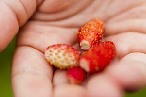 selvaggio fragola è un' bacca su il palma di il tuo mano. avvicinamento su sfocato verdura con copiatura di spazio, utilizzando come un' sfondo di il naturale paesaggio, ecologia. macro fotografia, foto