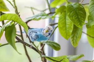 un' bellissimo blu pappagallino si siede senza un' gabbia su un' Casa pianta. tropicale uccelli a casa. foto