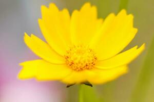 giallo fiore germoglio. avvicinamento su un' sfocato sfondo con copiatura di spazio, utilizzando il naturale paesaggio e ecologia come un' sfondo. macro fotografia, foto