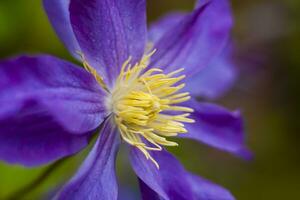 fiori di clematide e platino. avvicinamento su sfocato verdura con copiatura di spazio, utilizzando come un' sfondo di il naturale paesaggio, ecologia. macro fotografia foto