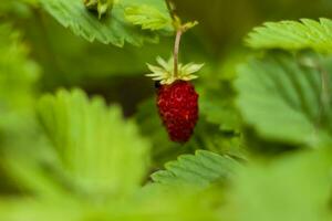 selvaggio fragola è un' selvaggio bacca. avvicinamento su sfocato verdura con copiatura di spazio, utilizzando come un' sfondo di il naturale paesaggio, ecologia. macro fotografia, foto