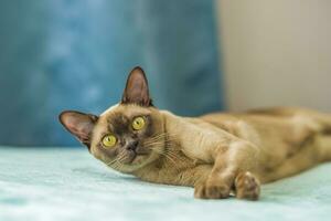 un' domestico gatto di birmano razza, Marrone con giallo occhi, nel un' città appartamento costruzione. piace per menzogna su il divano. ritratto di un animale. naturale habitat. foto