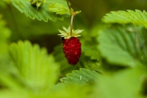 selvaggio fragola è un' selvaggio bacca. avvicinamento su sfocato verdura con copiatura di spazio, utilizzando come un' sfondo di il naturale paesaggio, ecologia. macro fotografia, foto