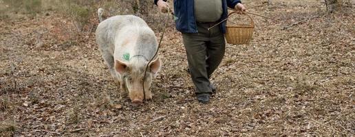 raccolta di tartufo nero con l'aiuto di un maiale a lalbenque, francia foto