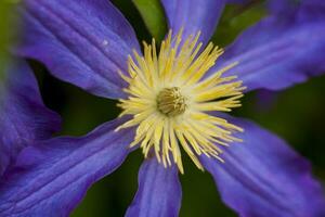 fiori di clematide e platino. avvicinamento su sfocato verdura con copiatura di spazio, utilizzando come un' sfondo di il naturale paesaggio, ecologia. macro fotografia foto