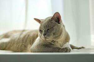 un' domestico maschio birmano gatto, grigio con giallo occhi, nel un' città appartamento costruzione. esso effettivamente bugie su il davanzale. naturale habitat. foto