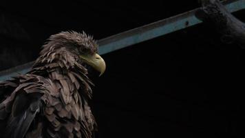 primo piano adulto dell'aquila dalla coda bianca. aquila ucraina foto