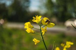 colza gialla o fiori di colza, coltivati per l'olio di colza foto