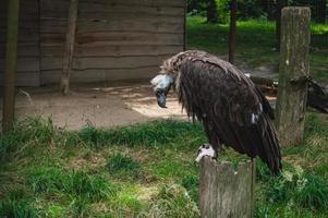 il dettaglio della testa di avvoltoio cinereo o avvoltoio nero foto