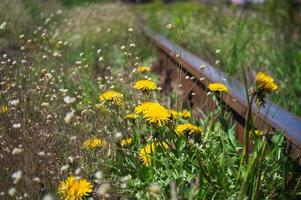 fiore giallo del dente di leone in primo piano accanto alla ferrovia foto