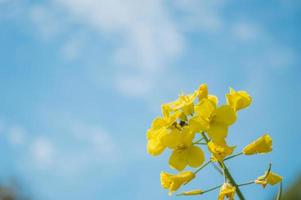 colza gialla o fiori di colza, coltivati per l'olio di colza foto