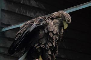 primo piano adulto dell'aquila dalla coda bianca. aquila ucraina foto