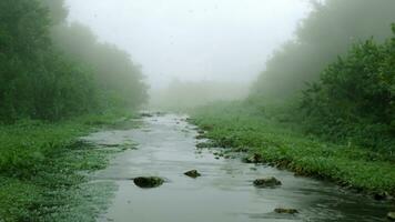 acqua ruscello nel natura fiume nel piovoso stagione e freddo nebbia 3d illustrazione foto