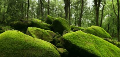 muschio su il roccia nel il foresta muschio giardino asiatico foresta naturale verde muschio foto