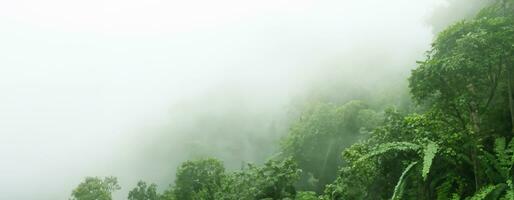 nebbia nel il foresta alto alberi panoramico natura paesaggio sfondo foresta pluviale 3d illustrazione foto