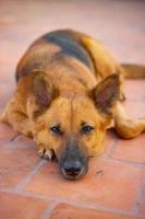 cane pastore tedesco sdraiato sul pavimento. foto