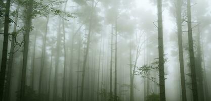 il pino foresta era pieno di Fumo pauroso mistero grande albero circondato di nebbia nel inverno 3d illustrazione foto