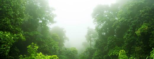 nebbia nel il foresta alto alberi panoramico natura paesaggio sfondo foresta pluviale 3d illustrazione foto