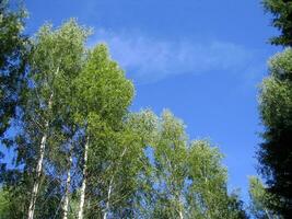 bellissimo betulla alberi su un' blu cielo sfondo foto