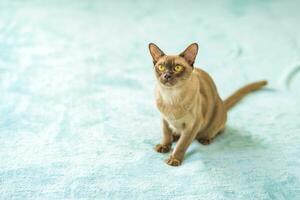 un' domestico gatto di birmano razza, Marrone con giallo occhi, nel un' città appartamento costruzione. piace per menzogna su il divano. ritratto di un animale. naturale habitat. foto