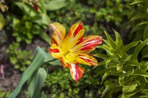 bellissimo luminosa rosso e giallo tulipano avvicinamento. primavera fiori tulipani nel fiore letti. foto