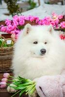 Samoiedo cane, bianca husky, divertente soffice Samoiedo cane bugie tra il primavera fiori. foto
