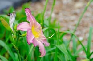 bellissimo leggero rosa viola daylily fiore è un' fioritura pianta nel il genere hemerocallis nel un' primavera stagione a un' botanico giardino. foto