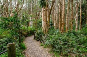 sempreverde foresta con il passerella a sydney centenario parco. foto