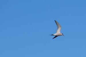 Sterna comune sterna hirundo lagar fiume belfast Irlanda del Nord Regno Unito foto