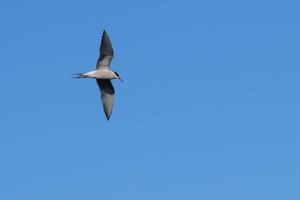 Sterna comune sterna hirundo lagar fiume belfast Irlanda del Nord Regno Unito foto